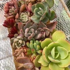 多肉植物