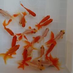 MIX金魚とコメット20匹の画像