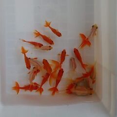 MIX金魚とコメット20匹