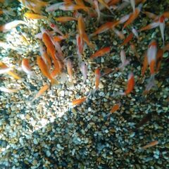 MIX金魚とコメット20匹の画像