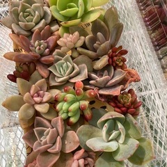 多肉植物