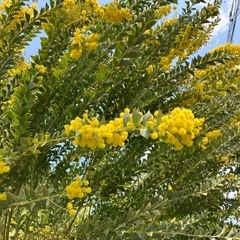 ミモザの花　　切花の画像