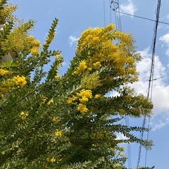 ミモザの花　　切花の画像