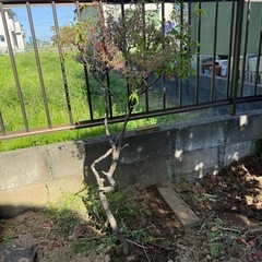 桜の木