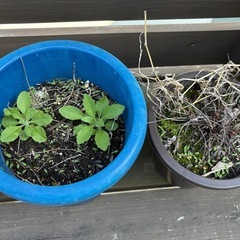 ガーデニング野菜土ポット鉢植えの画像