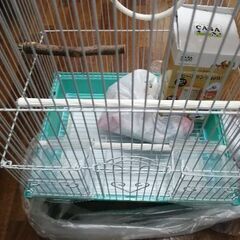 セキセイインコ飼育セット(かご、保温器、カバー)