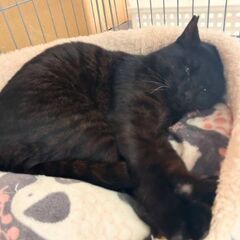 黒虎模様のイケメン君(1歳半)