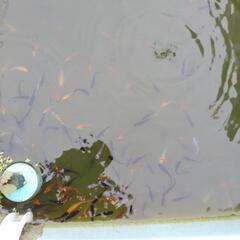 メダカ(各種)の画像