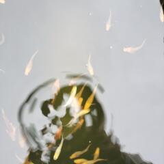 メダカ(各種)の画像