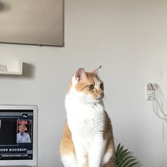 白茶オス3才。去勢済。里親急募集！ - 猫