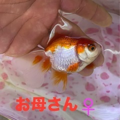締め切りました。只今受付中止 の画像