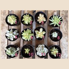 多肉植物たち*