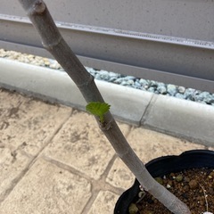 いちじく　３年生苗の画像