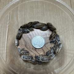 〜ダルメシアンクマワラジムシ〜　50匹の画像
