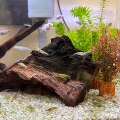 ミナミヌマエビ10匹の画像