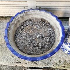 鉢２点差し上げます！の画像