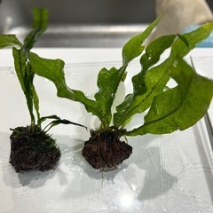 ミクロソリウム　2種類、溶岩石2個　セット