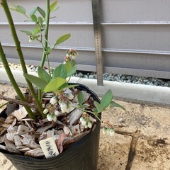 ミスティー　3年生苗の画像