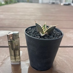 アガベ　チタノタ　赤猫