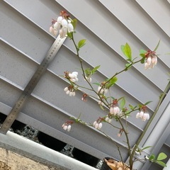 ブルーベリー　3年生苗の画像