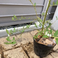 ピンクレモネード　3年生苗 の画像