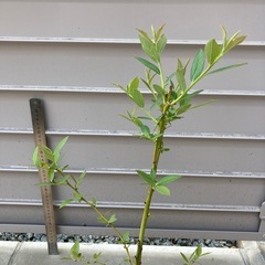 ピンクレモネード　3年生苗 の画像