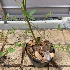 ピンクレモネード　3年生苗 の画像