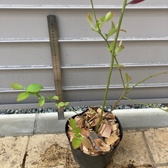 ブルーベリー　3年生苗の画像