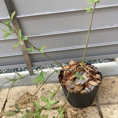 ブルーベリー　3年生苗の画像