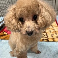 トイプードルの女の子（シモテ）代理投稿。 - 犬