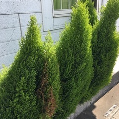 ゴールドクレスト 150cm　4本　ガーデニング 庭 観葉植物  の画像