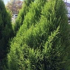 ゴールドクレスト 150cm　4本　ガーデニング 庭 観葉植物  の画像
