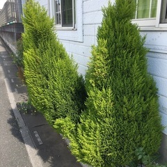 ゴールドクレスト 150cm　4本　ガーデニング 庭 観葉植物  の画像