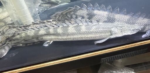 【お取引先が決まりました
】ポリプテルス4匹セット