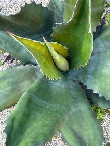 アガベ クレイジーホース大株