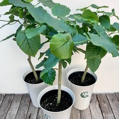 観葉植物　フィカス　ウンベラータ