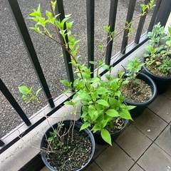 ヤマアジサイ　羽衣の舞の画像