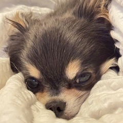 【緩募】可愛いチワワと友達になりませんか - 犬