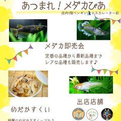あつまれ！メダカぴあ　メダカ販売・めだかすくい