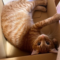 人懐っこいイケメンくん
