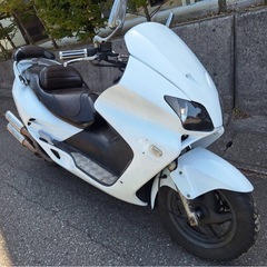 フォルツァの画像