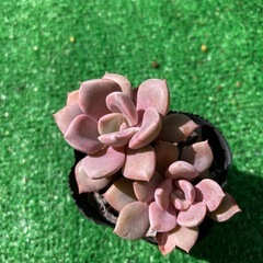 多肉植物