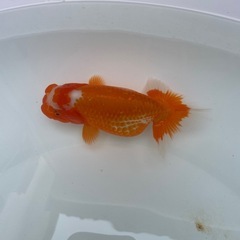 🐟2歳ランチュウ4🐟