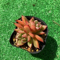 多肉植物