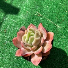多肉植物