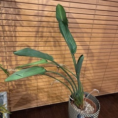 ストレリチア