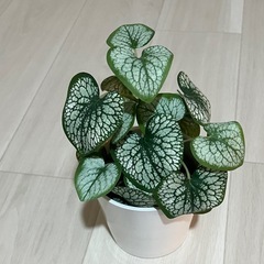 IKEA フェイカ
