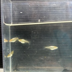 琥珀ヒカリダルマ　メダカ　4匹　屋外冬越し個体の画像