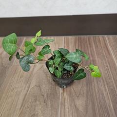 〖観葉植物〗アイビー
