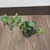 ランキングキーワードに紐づく投稿画像-観葉植物